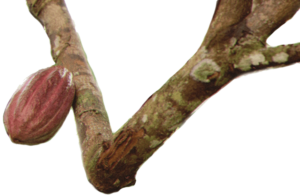 Cacao