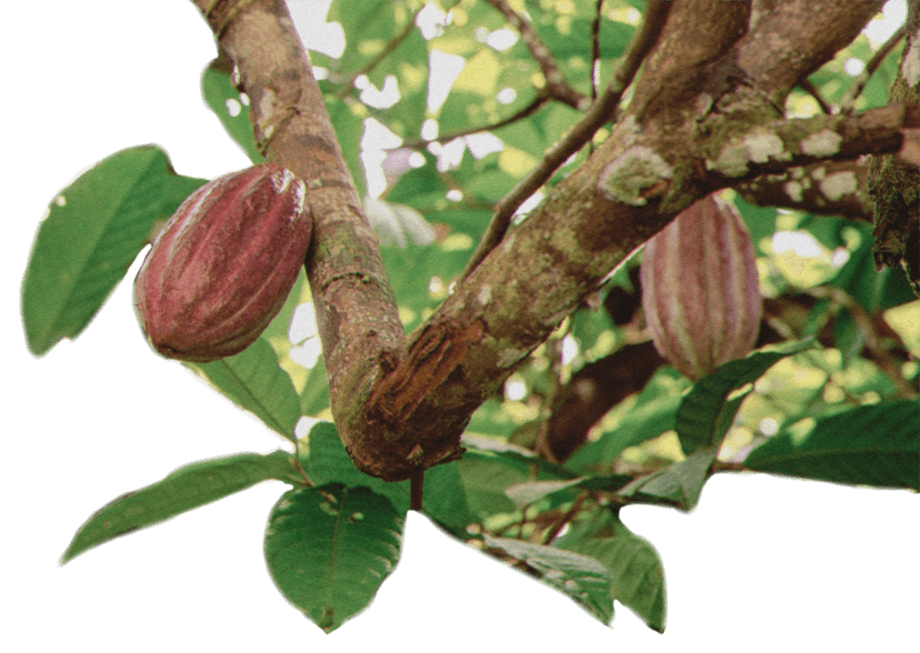 Cacao Cacao