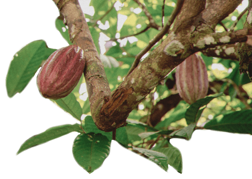 Cacao