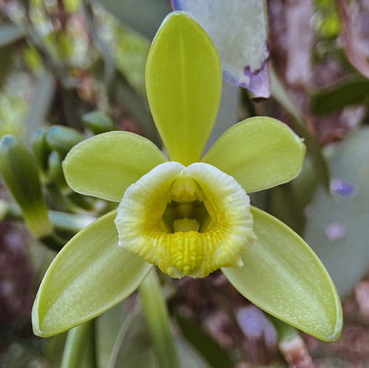 vanilla flower vanilla flower