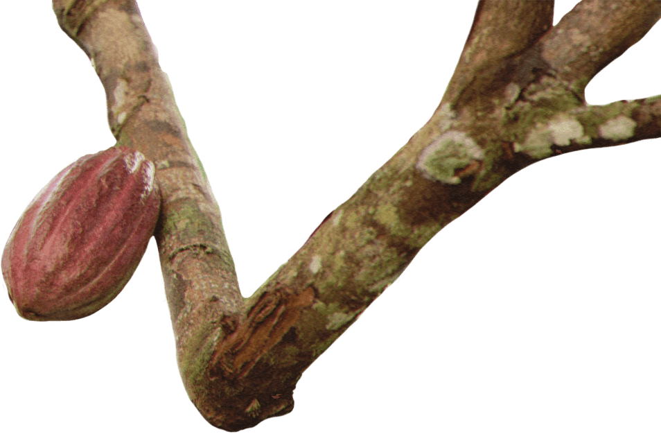 Cacao Tree Cacao Tree