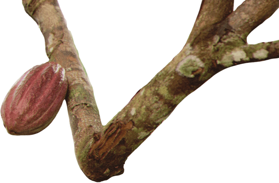 Cacao Tree