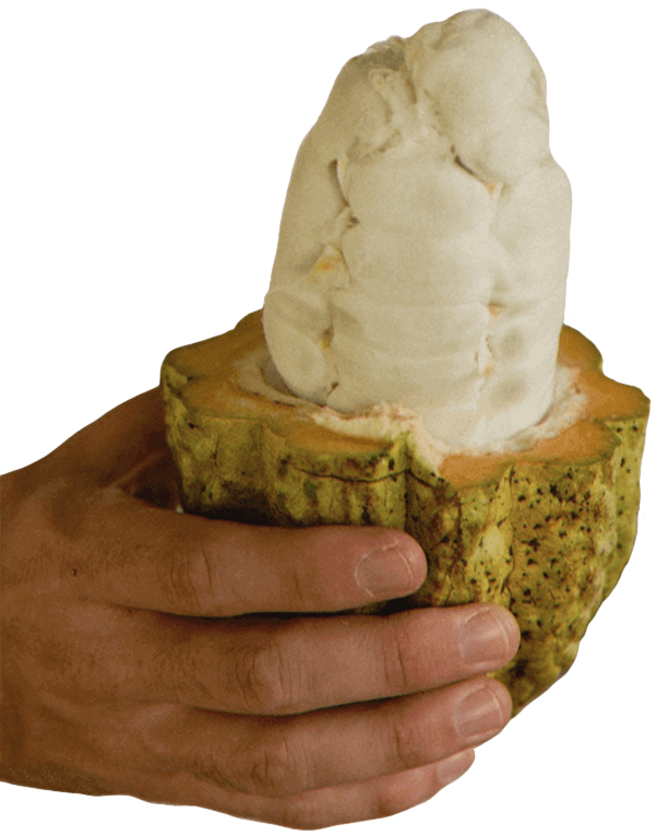 Raw Cacao Raw Cacao