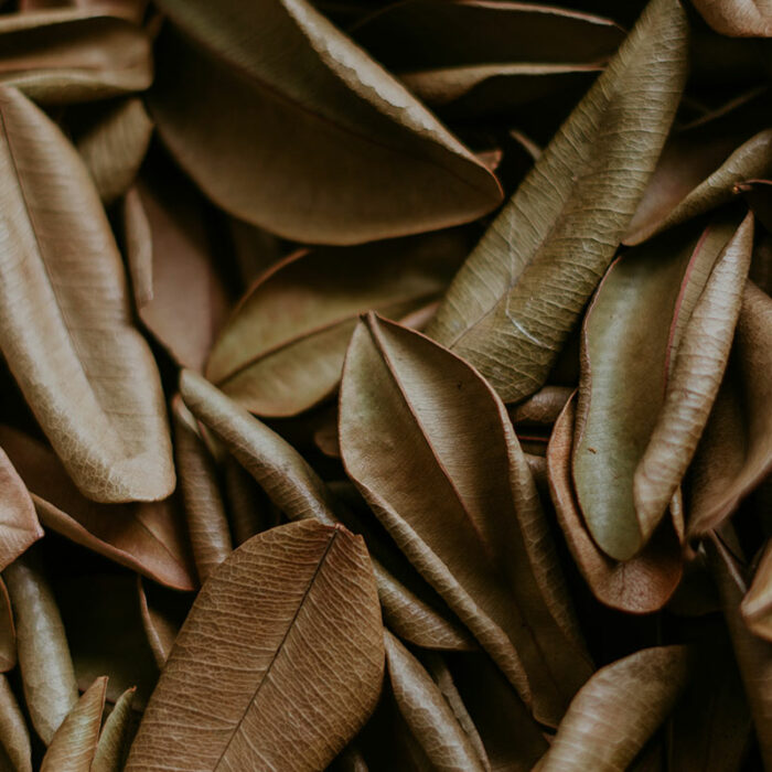 Bay Rum - West Indian Bay Leaf - Image 3
